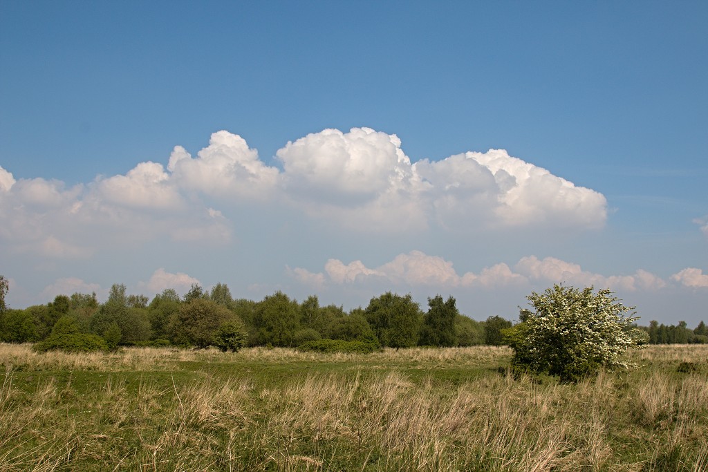 dintelse gorzen natuurgebied natuur natuurmonumenten schotse hooglanders brabant de heen landschap hdr
